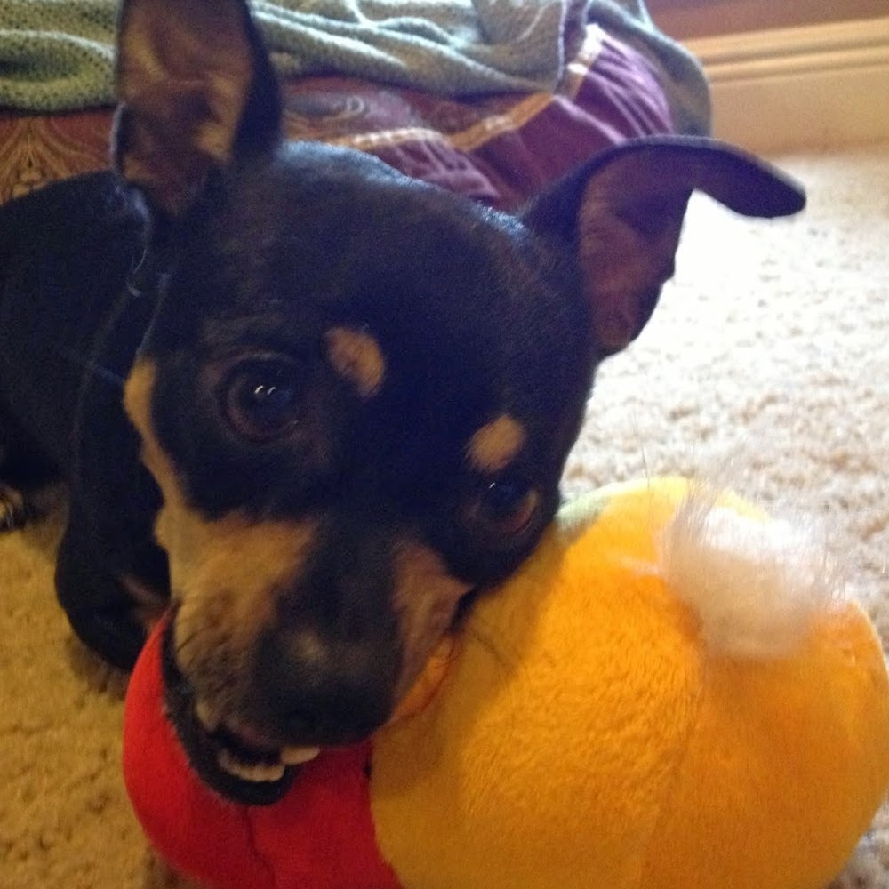 Meet your Posher, Skye